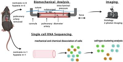 Mechanisms of Hypoxia-Induced Pulmonary Arterial Stiffening in Mice Revealed by a Functional Genetics Assay of Structural, Functional, and Transcriptomic Data